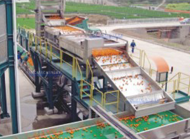 citrus processing machine and production line