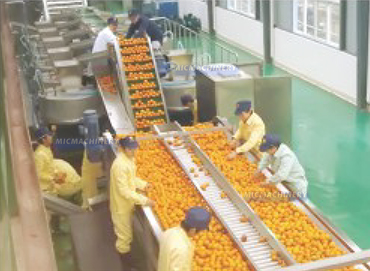 citrus fruit processing machine