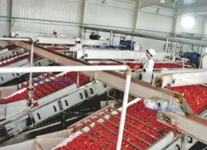 tomato processing line