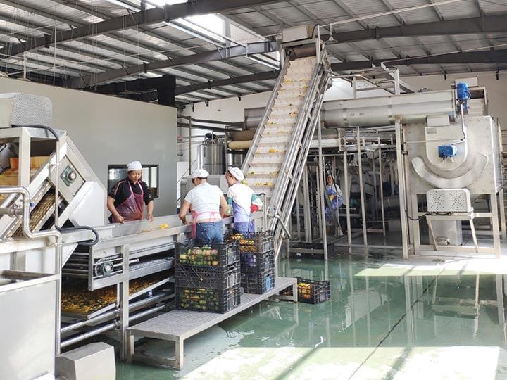 mango processing