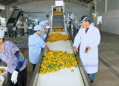 mango fruit processing equipment